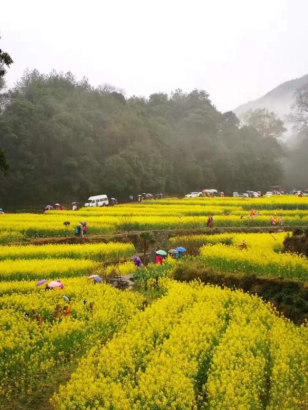黄色花海油菜花田景观乡村旅游