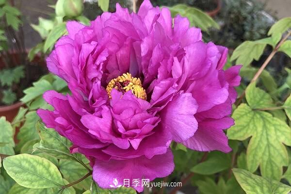 盆栽牡丹花的养殖方法和注意事项有哪些(图1) 盆栽牡丹花的养殖方法和注意事项有哪些(图1)