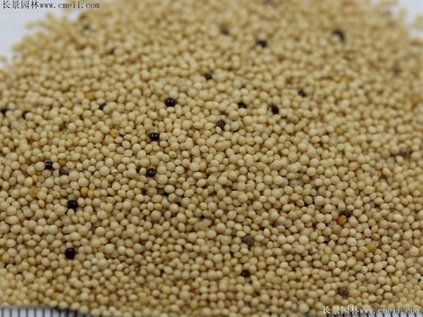 籽粒苋种子图片