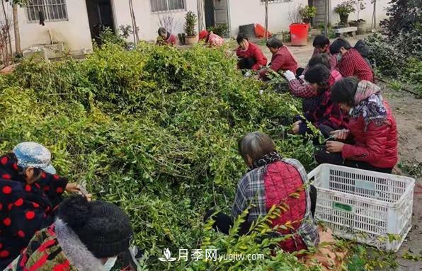 河南汝南:大棚苗木产销旺 农村花木致富经(图1) 河南汝南:大棚苗木产销旺 农村花木致富经(图1)