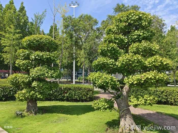 南阳银杏红枫法桐国槐苗木价格(图1) 南阳银杏红枫法桐国槐苗木价格(图1)