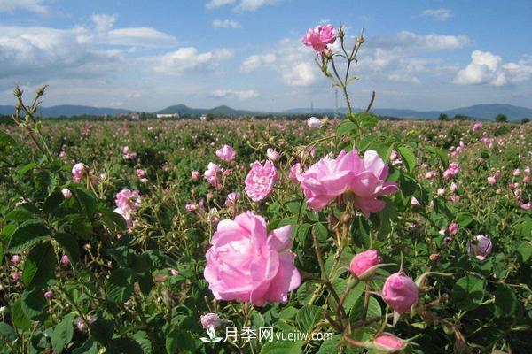 玫瑰花种植技术(含盆栽养殖方法及注意事项)(图4) 玫瑰花种植技术(含盆栽养殖方法及注意事项)(图4)
