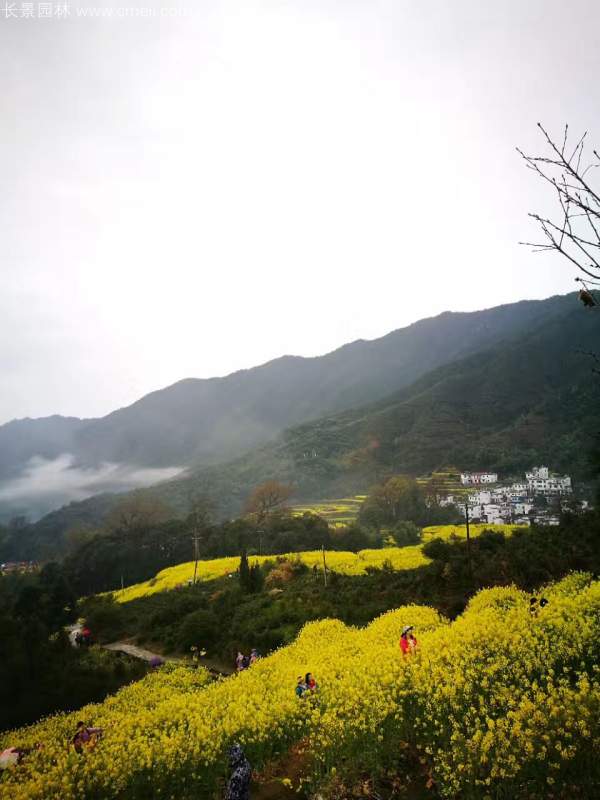黄色花海油菜花田景观乡村旅游