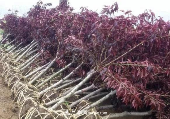 园林苗木移栽,怎样才能更好生根?(图1) 园林苗木移栽,怎样才能更好生根?(图1)