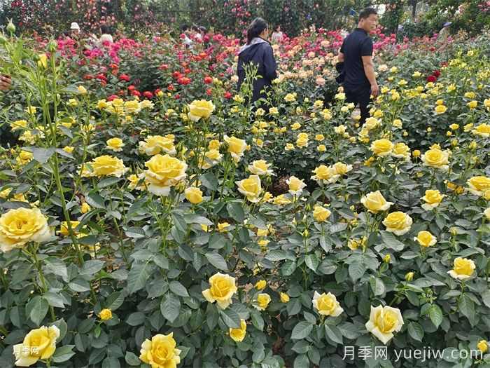 河南南阳月季花开醉游人(图1) 河南南阳月季花开醉游人(图1)