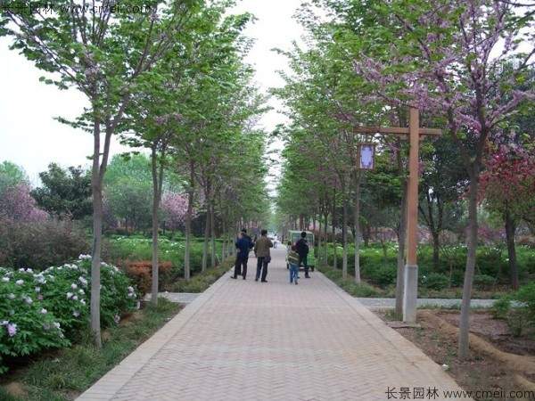 紫荆树图片