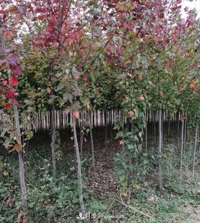 南阳苗木基地,红枫和鸡爪槭好区别吗?(图2) 南阳苗木基地,红枫和鸡爪槭好区别吗?(图2)