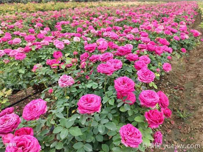 种植一亩玫瑰花的利润(图1) 种植一亩玫瑰花的利润(图1)