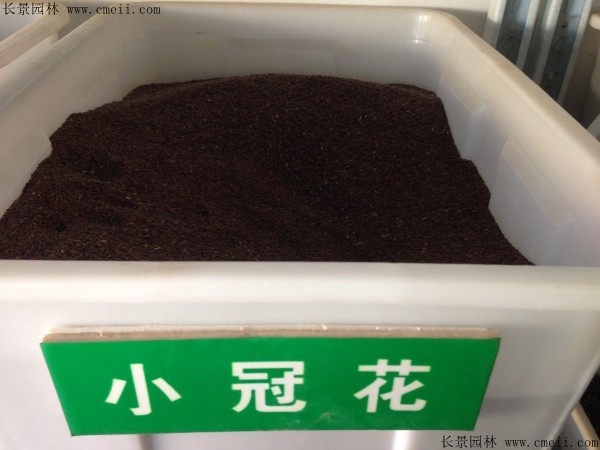 小冠花种子图片