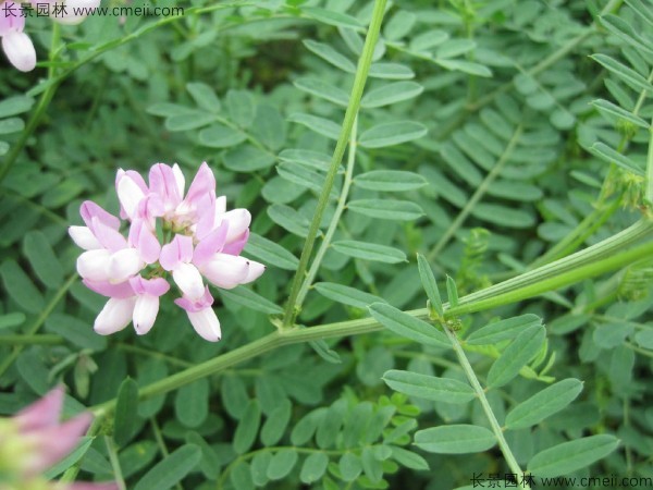 小冠花种子发芽出苗开花图片