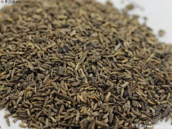 白晶菊种子 白晶菊种子
