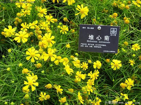 堆心菊 堆心菊