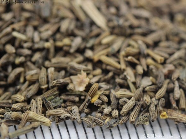 白晶菊种子 白晶菊种子