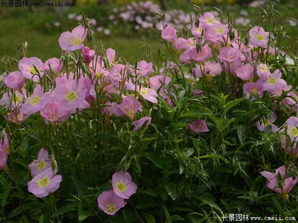 月见草