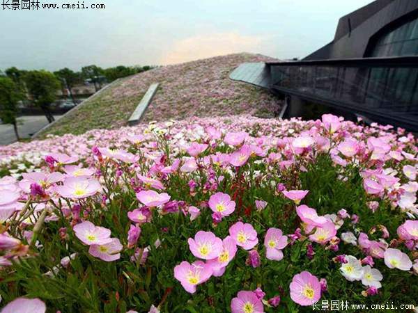 月见草