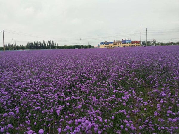 柳叶马鞭草 柳叶马鞭草