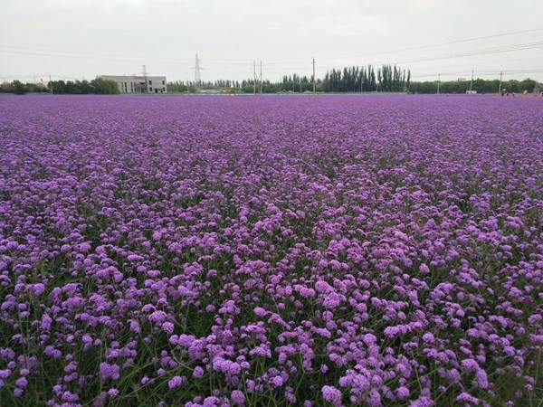 柳叶马鞭草 柳叶马鞭草