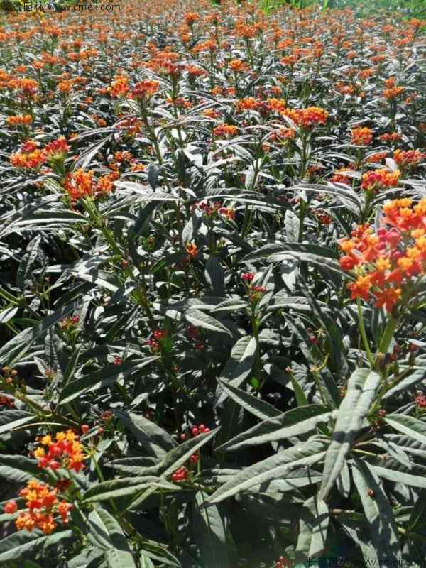 马利筋种子发芽出苗开花图片