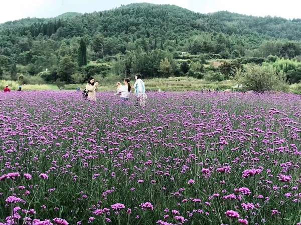 柳叶马鞭草 柳叶马鞭草