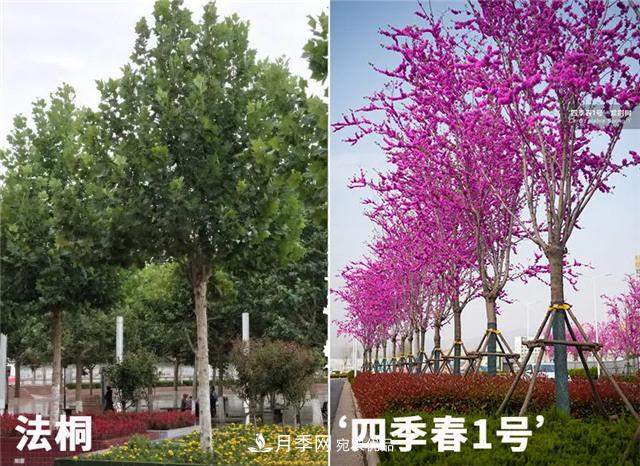 苗木产品的价格、价值和供需——三角关系之动态平衡(图2) 苗木产品的价格、价值和供需,三角关系之动态平衡(图2)