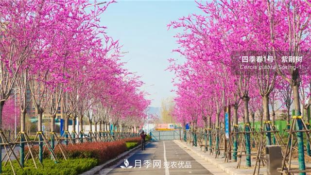 苗木产品的价格、价值和供需——三角关系之动态平衡(图1) 苗木产品的价格、价值和供需,三角关系之动态平衡(图1)