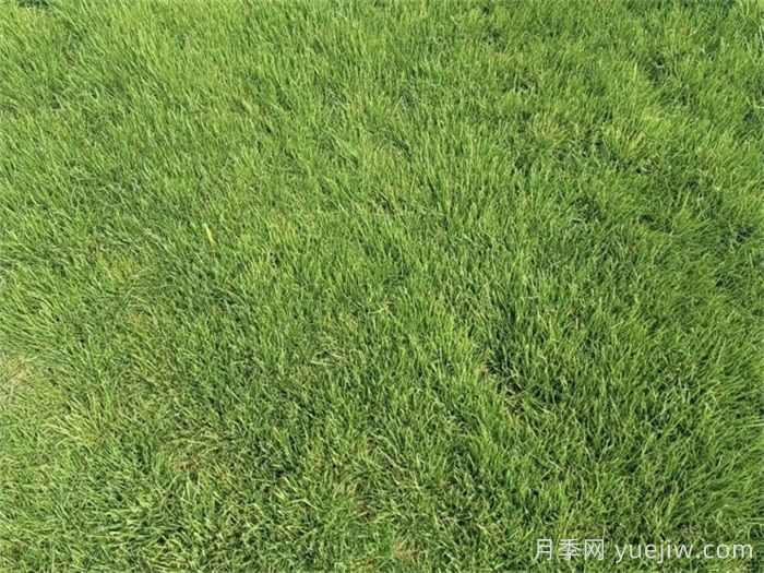 园林草坪的相关知识汇总(图2) 园林草坪的相关知识汇总(图2)