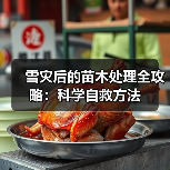 雪灾后的苗木处理全攻略:科学自救方法(图4) 雪灾后的苗木处理全攻略:科学自救方法(图4)