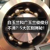 白玉兰和广玉兰傻傻分不清?5大区别揭秘!(图1) 白玉兰和广玉兰傻傻分不清?5大区别揭秘!(图1)