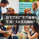 白玉兰和广玉兰傻傻分不清?5大区别揭秘!(图2) 白玉兰和广玉兰傻傻分不清?5大区别揭秘!(图2)