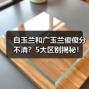 白玉兰和广玉兰傻傻分不清?5大区别揭秘!(图3) 白玉兰和广玉兰傻傻分不清?5大区别揭秘!(图3)
