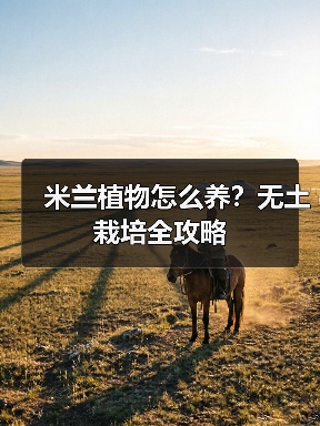 米兰植物怎么养?无土栽培全攻略(图1) 米兰植物怎么养?无土栽培全攻略(图1)