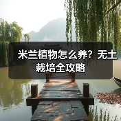 米兰植物怎么养?无土栽培全攻略(图3) 米兰植物怎么养?无土栽培全攻略(图3)