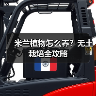 米兰植物怎么养?无土栽培全攻略(图4) 米兰植物怎么养?无土栽培全攻略(图4)