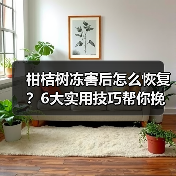 柑桔树冻害后怎么恢复?6大实用技巧帮你挽回损失(图1) 柑桔树冻害后怎么恢复?6大实用技巧帮你挽回损失(图1)