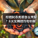 柑桔树冻害后怎么恢复?6大实用技巧帮你挽回损失(图2) 柑桔树冻害后怎么恢复?6大实用技巧帮你挽回损失(图2)