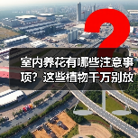 室内养花有哪些注意事项?这些植物千万别放卧室!(图2) 室内养花有哪些注意事项?这些植物千万别放卧室!(图2)
