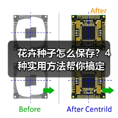 花卉种子怎么保存?4种实用方法帮你搞定(图2) 花卉种子怎么保存?4种实用方法帮你搞定(图2)