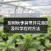 梨树秋季异常开花原因及科学应对方法(图1) 梨树秋季异常开花原因及科学应对方法(图1)