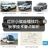 红叶小檗栽植技巧：春秋季技术要点解析（图1）