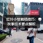 红叶小檗栽植技巧：春秋季技术要点解析（图2）