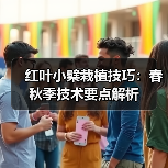 红叶小檗栽植技巧：春秋季技术要点解析（图3）