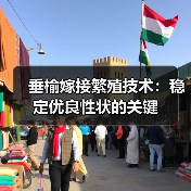 垂榆嫁接繁殖技术:稳定优良性状的关键(图2) 垂榆嫁接繁殖技术:稳定优良性状的关键(图2)