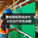 垂榆嫁接繁殖技术:稳定优良性状的关键(图3) 垂榆嫁接繁殖技术:稳定优良性状的关键(图3)