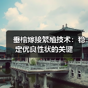 垂榆嫁接繁殖技术:稳定优良性状的关键(图4) 垂榆嫁接繁殖技术:稳定优良性状的关键(图4)