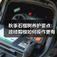 秋季石榴树养护要点：疏枝剪根如何操作更有效？（图1）
