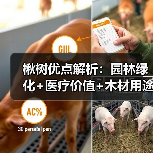 楸树优点解析:园林绿化+医疗价值+木材用途,你了解多少?(图4) 楸树优点解析:园林绿化+医疗价值+木材用途,你了解多少?(图4)