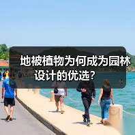 地被植物为何成为园林设计的优选？（图4）