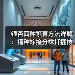 银杏四种繁育方法详解:播种嫁接分株扦插技巧(图4) 银杏四种繁育方法详解:播种嫁接分株扦插技巧(图4)