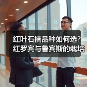 红叶石楠品种如何选?红罗宾与鲁宾斯的栽培差异(图3) 红叶石楠品种如何选?红罗宾与鲁宾斯的栽培差异(图3)