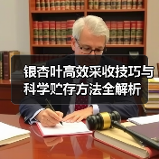 银杏叶高效采收技巧与科学贮存方法全解析
